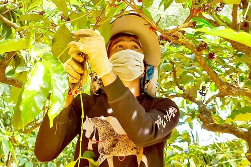 Nghịch lý khi giá cà phê tăng cao