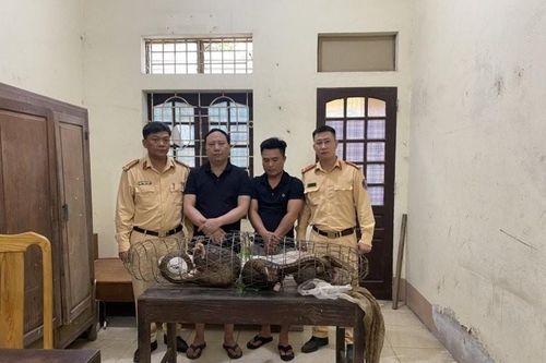 Nghệ An: Bắt giữ nhiều vụ vận chuyển động vật hoang dã quý hiếm