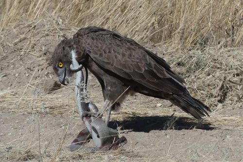 Thuộc top 5 rắn độc, Mamba đen vẫn là mục tiêu của đại bàng