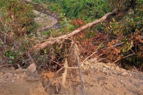 Nhà thầu thi công đường san ủi đất xâm phạm rừng tự nhiên ở Quảng Trị