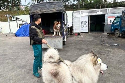Đưa 4 chú chó Alaska ra án ngữ gốc mai ở Đà Lạt, 3 thanh niên bị phạt