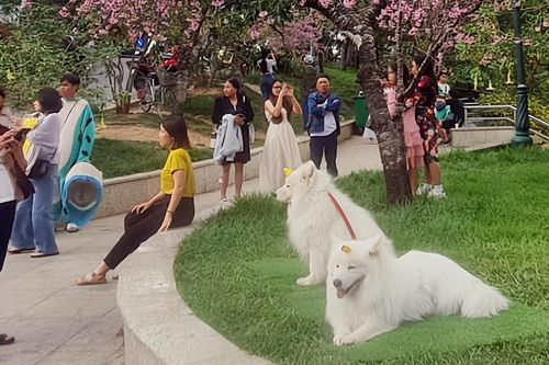 Ba thanh niên bị phạt vì dắt chó chiếm chỗ chụp ảnh mai anh đào ở Đà Lạt