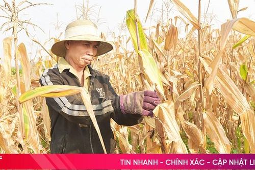 Nhiều diện tích ngô đông ở Hương Khê bị khô héo do bệnh nấm