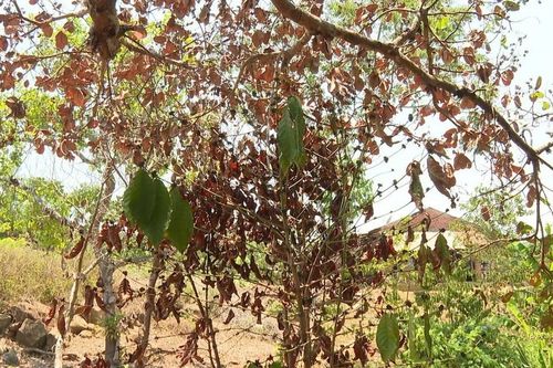 Bình Phước: Gần 5 tháng không có mưa, hàng nghìn ha cây trồng khô héo