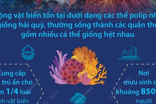Điều cần biết về các rạn san hô trên thế giới
