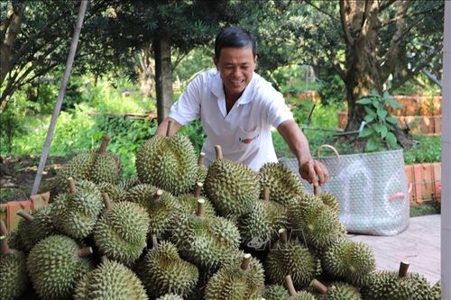 Chống hạn mặn cho vùng chuyên canh sầu riêng