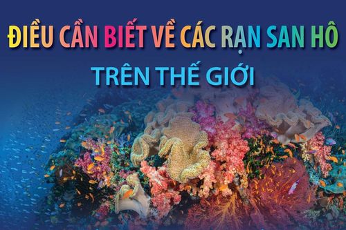 Điều cần biết về các rạn san hô trên thế giới