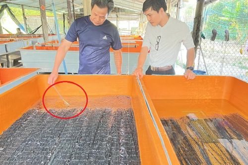 Anh nông dân bỏ túi 500 triệu nhờ nuôi con 'đặc sản đen sì' theo cách lạ