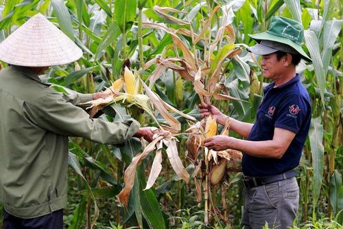Hà Tĩnh: Đã xác định được nguyên nhân ngô chết khô