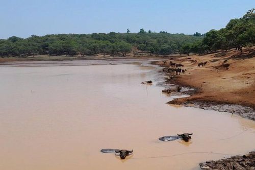 Bình Phước: Ban hành kế hoạch ứng phó với hạn hán xảy ra diện rộng