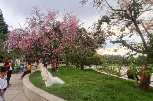 Phạt 3 người đưa chó ra nơi công cộng không rọ mõm, không có người dắt