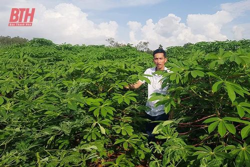 Hiệu quả mô hình giống sắn kháng bệnh khảm lá