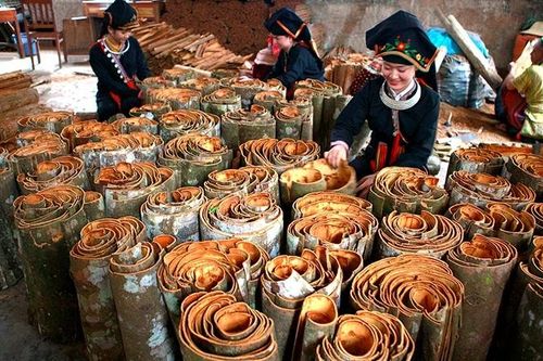 Cần khai báo rõ mục đích khi xuất khẩu tinh dầu quế