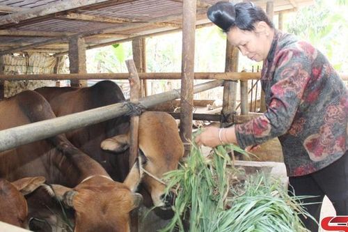 Phát triển chăn nuôi theo hướng hàng hóa