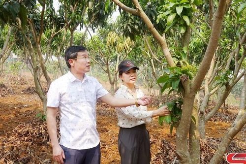 Tăng cường các biện pháp phòng trừ dịch hại