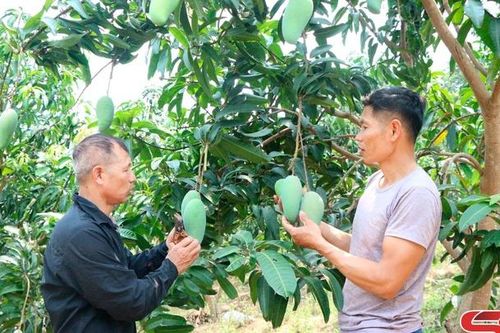Giúp hội viên sản xuất hiệu quả