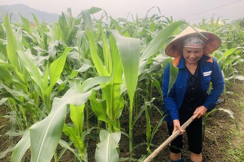 'Hạt vàng' hợp đất sinh sôi