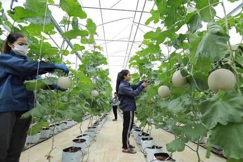 Chính sách ưu đãi thuế hỗ trợ tối đa hoạt động của hợp tác xã