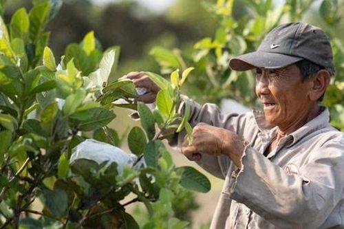 Đăng ký thương hiệu mở cơ hội bán hàng online cho HTX