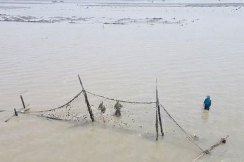 Móng Cái (Quảng Ninh) mạnh tay xử lý tình trạng lấn chiếm bãi triều nuôi trồng thủy sản trái phép