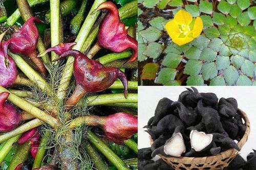 Ăn củ ấu có tác dụng gì?