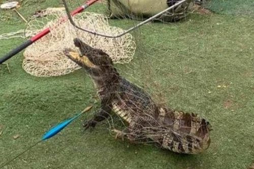 Công an rà soát quanh khu vực cá sấu xuất hiện ở hồ câu Hà Nội