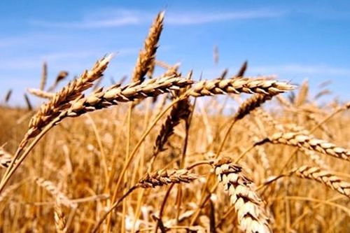 Vì sao Trung Quốc hủy hàng loạt đơn hàng lúa mì?