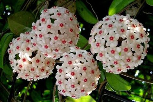 Loài hoa tuyệt đẹp với những bí ẩn chưa ai biết