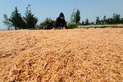 Ngư dân Quảng Ngãi bội thu mùa ruốc