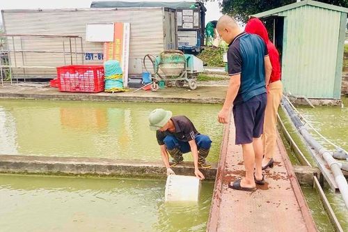 Huyện Thanh Trì hỗ trợ cá giống cho mô hình nuôi thủy sản theo hướng VietGAP