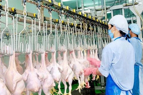 Xây dựng cơ sở, vùng chăn nuôi an toàn dịch bệnh