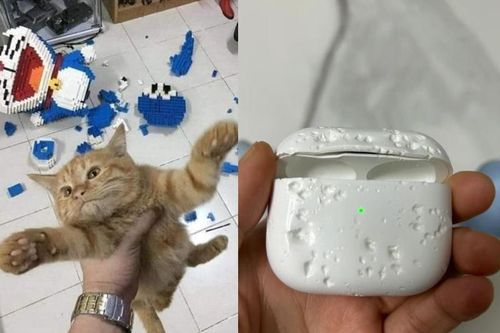 Những pha 'báo đời' của chó mèo khiến chủ khóc thét