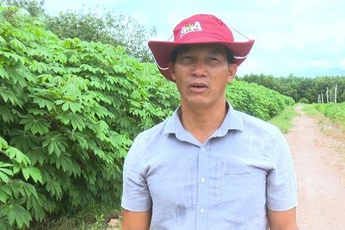 Nhân rộng vùng trồng sắn từ giống cây sạch bệnh