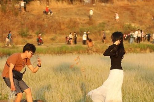 Đồng cỏ lau ở ngoại ô TPHCM đẹp như tranh khiến giới trẻ mê mẩn