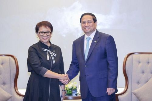 Indonesia sẽ xem xét cho phép xuất khẩu tôm hùm giống sang Việt Nam