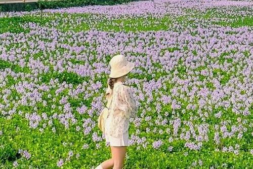Ngắm cánh đồng bèo tây tím đẹp hút hồn tại Hà Nội