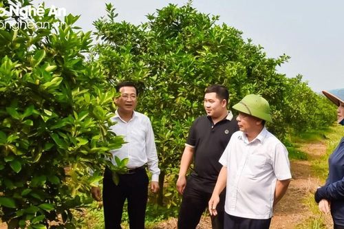 Phó Chủ tịch UBND tỉnh Nguyễn Văn Đệ đề nghị Nghĩa Đàn đẩy nhanh tiến độ hoàn thành các tiêu chí huyện nông thôn mới