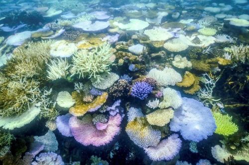 Australia phát triển robot giúp bảo tồn Rạn San hô Great Barrier