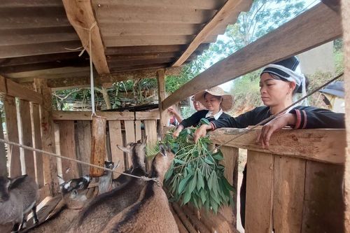 Được hỗ trợ sinh kế, phụ nữ vùng cao vươn lên làm chủ kinh tế