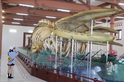 Chiêm ngưỡng hai bộ xương cá Voi lớn nhất Việt Nam ở đảo Lý Sơn