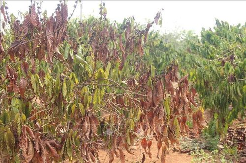 Phương pháp tưới nước tiết kiệm ứng phó với hạn hán