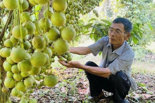 Lão nông U80 kiếm tiền tỷ nhờ trồng cây theo kiểu 'chẳng giống ai'