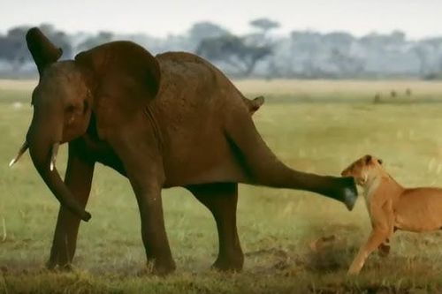 Clip: Bị tấn công bất ngờ, chú voi rừng cho sư tử 'hiểu' ai mới là chủ nhân của rừng rậm