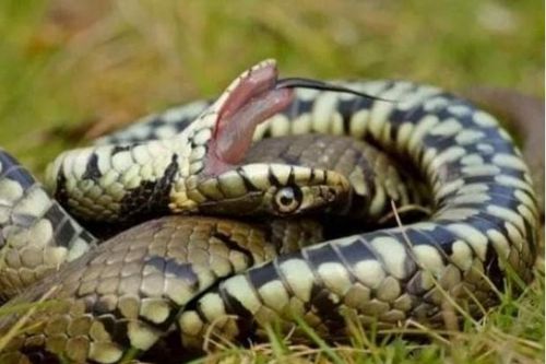 Là loài rắn độc, tại sao rắn hổ mang hognose lại 'diễn trò giả chết' khi gặp nguy hiểm và không bao giờ dám tấn công?
