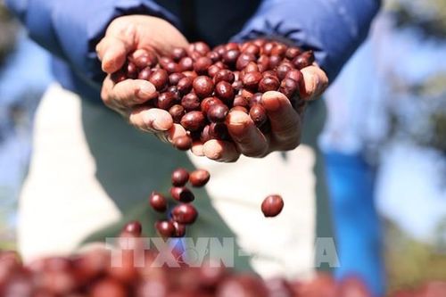 Mexico dự kiến bổ sung quy định kiểm dịch cà phê tại cửa khẩu