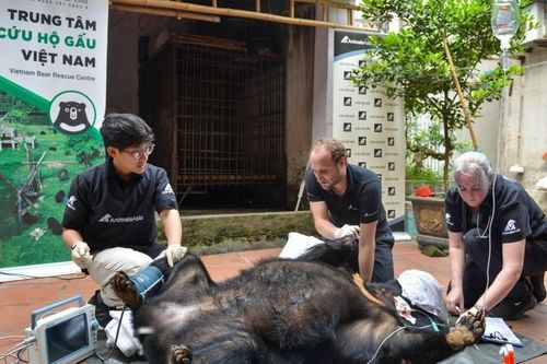 Hà Nội: Cận cảnh cứu hộ gấu ngựa bị nuôi nhốt 22 năm tại nhà dân