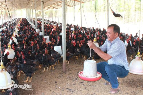 Xây dựng chuỗi liên kết nuôi gà ta thả vườn VietGAP