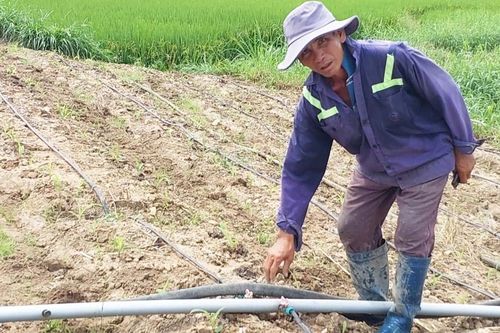 Ứng dụng công nghệ tưới tiết kiệm nước: Lợi ích kép
