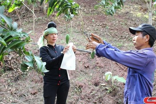 Kinh nghiệm từ việc bao trái xoài ở Yên Châu