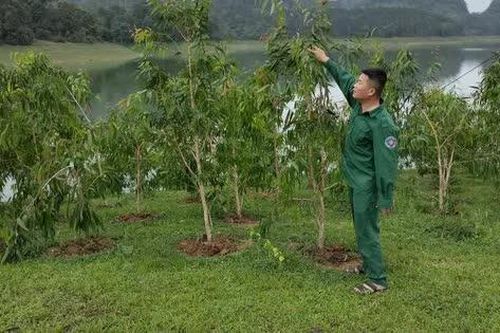 Trồng tràm trên vùng đất bán ngập lòng hồ Thủy điện Tuyên Quang